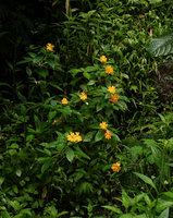 Impatiens platypetala subsp. aurantiaca, Sarambu Sikore waterfall, Tana Toraja, South Sulawesi