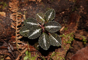 Impatiens scripta, Mantadia PN, Madagascar