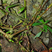 Impatiens verticillata, adventitious roots and lateral shoots appearing at the swollen aquiferous nodes, Munnar, Kerala, India