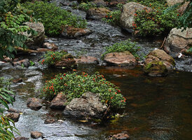 Impatiens verticillata, an herbaceous rheophyte firmly fixed to the emrgong rocks by adventitious roots, Munnar, Kerala, India
