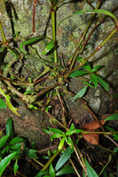 Impatiens verticillata, branched stems covering the rock thanks to adventitious roots initiated at the swollen nodes, Munnar, Kerala, India