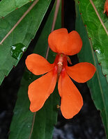 Impatiens verticillata, flower at anthesis, Munnar, Kerala, India