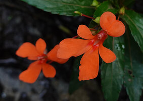 Impatiens verticillata, flower at anthesis with stamen cap in the center, Munnar, Kerala, India