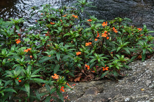 Impatiens verticillata flowering on rock surface in fast flowing forest stream, Munnar, Kerala, India