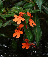 Impatiens verticillata, flowers, Munnar, Kerala, India