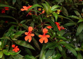 Impatiens verticillata, Munnar, Kerala, India