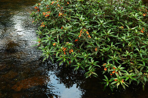 Impatiens verticillata, reclining stems growing and blooming at the surface of the fast flowing forest stream, Munnar, Kerala, India