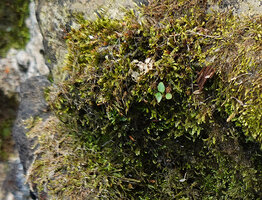 Impatiens verticillata, seedling among mosses covering the rock in the river, Munnar, Kerala, India