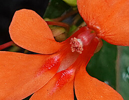 Impatiens verticillata, stamen cap and red nectar guides, Munnar, Kerala, India