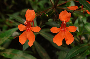 Impatiens verticillata, two flowers, Munnar, Kerala, India