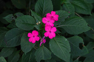 Impatiens walleriana flowering on a seeping vertical rocky bank close to a waterfall, Uluguru Mt, Tanzania