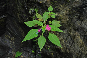Impatiens walleriana on a vertical rock face, Prince Bernhard waterfall, Udzungwa NP, Tanzania