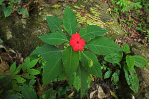 Impatiens walleriana, orange form, Mivik waterfall, Amani, East Usambara, Tanzania