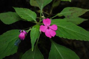 Impatiens walleriana, Prince Bernhard waterfall, Udzungwa NP, Tanzania
