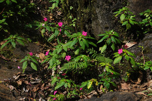 Impatiens walleriana, Sanje waterfall, Udzungwa NP, Tanzania