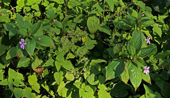 Impatiens zombensis, flowering individuals on a seeping earth slope, Zomba, Malawi