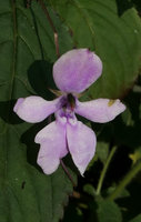 Impatiens zombensis, flower, Zomba, Malawi