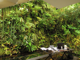 Indoor vertical garden in Patrick Blanc home after four years of growth