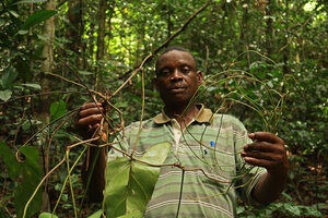 Innocent Medjo holding the terminal flagellum of a leafy stem of Cercestis blancii, Ebodjé, Cameroon