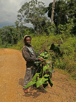Innocent Medjo presenting a freshly collected specimen of Cercestis blancii, Nkol Elon, Campo, Cameroon