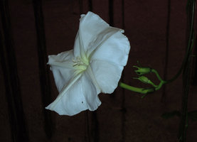 Ipomoea alba