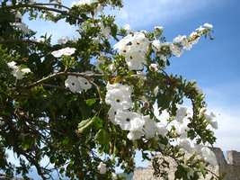 Ipomoea arborescens, flowers details, Cuernavaca, Mexico