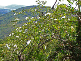 Ipomoea arborescens with iguana, Cuernavaca, Mexico