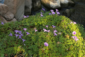 Ipomoea cairica on rocks along the lake shore, Mumbo Island, Lake Malawi NP