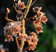 Ipomoea carnea ssp. fistulosa, fruiting stem, open capsules exposing hairy seeds, Transpantanera, Cuiaba, Brazil