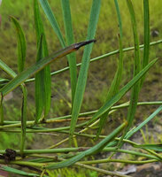 Ipomoea cf. blepharophylla, almost sessile erect linear leaves with parallel venation, Katavi NP, Tanzania