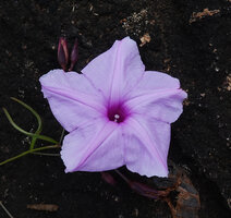 Ipomoea cf. blepharophylla, flower at anthesis, Katavi NP, Tanzania