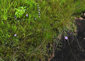 Ipomoea cf. blepharophylla, flowering stem creeping from swampy habitat to hot fully exposed sandstone inselberg, Katavi NP, Tanzania