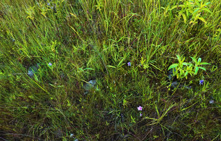 Ipomoea cf. blepharophylla in seasonal shallow swampy habitat on sandstone inselberg, Katavi NP, Tanzania