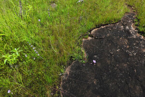 Ipomoea cf. blepharophylla in seasonal swampy habitat on sandstone inselberg, habitat and habit similar to Ipomoea leprieurii from French Guyana inselbergs, Katavi NP, Tanzania