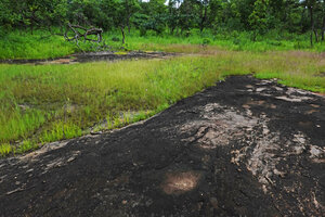 Ipomoea cf. blepharophylla in seasonal swampy habitat on sandstone inselberg, Katavi NP, Tanzania