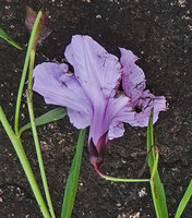 Ipomoea cf. blepharophylla, sepals and corolla, Katavi NP, Tanzania