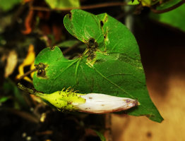 Ipomoea crinicalyx, sepals wiyh stiff hairs, Flores, Peten, Guatemala