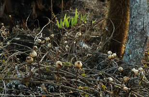 Ipomoea habeliana, capsular fruits, Santa Cruz, Galapagos