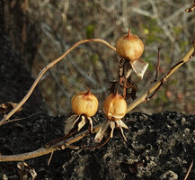 Ipomoea habeliana, dry capsular fruits, Santa Cruz, Galapagos Is