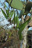 Ipomoea habeliana, erect triangular leaves, Santa Cruz, Galapagos