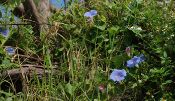 Ipomoea indica, Okinawa, Japan