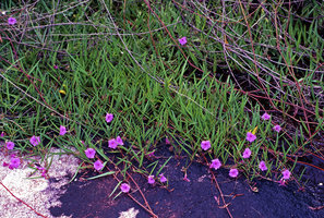 Ipomoea leprieurii growing on a granitic inselberg, Saint Georges, French Guyana