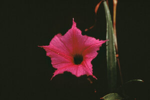 Ipomoea leprieurii, Nouragues CNRS field station, French Guyana