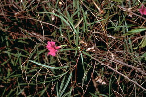 Ipomoea leprieurii, population on inselberg, Nouragues CNRS field station, French Guyana