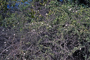 Ipomoea mojangensis, flower on climbing leafless shoots, Morondava, Madagascar
