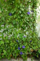 Ipomoea nil, 21st Century Museum, Kanazawa, Japan