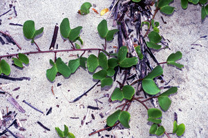 Ipomoea pes-caprae ssp. pes-caprae, deeply bilobed leaves, Pondicherry, India