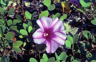 Ipomoea pes-caprae ssp. pes-caprae, flower, Pondicherry, India