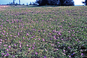 Ipomoea pes-caprae ssp. pes-caprae, Pondicherry, India