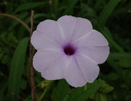 Ipomoea pes tigridis, flower, Katavi NP, Tanzania